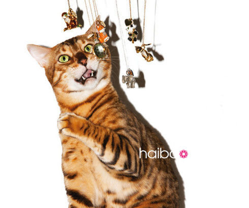 猫咪模特演绎逗趣珠宝大片